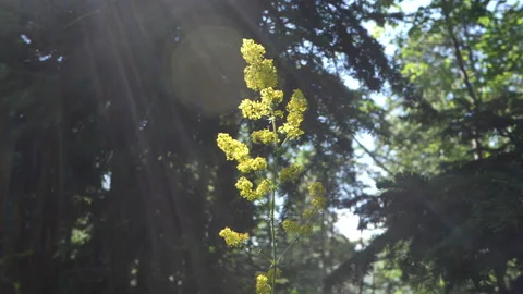 Yellow flower in the forest illuminated by rays Stock Footage 169808723