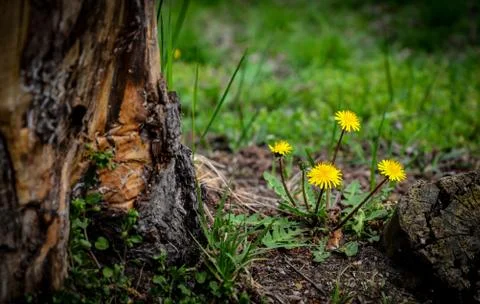 Yellow flower in forest Stock Photos