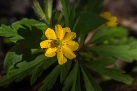 Yellow flower in a forest in spring Stock Photos