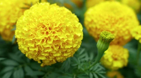 The yellow flower in the form of a ball Stock Footage 65730302