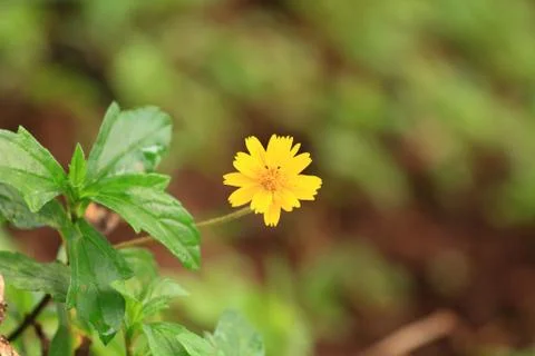 Yellow flower in forrest. Foto stock