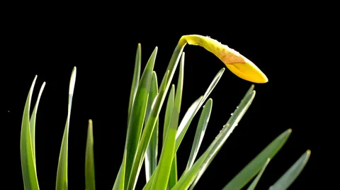 Yellow flower in front of a black background Stock Footage 36768495