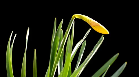 Yellow flower in front of a black background Stock Footage 36768500
