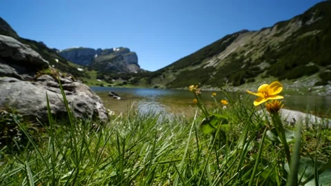 Yellow flower in front of marvellous Austrian mountain lake Stock Footage 145808435