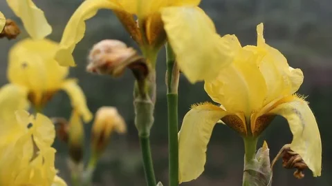 Yellow flower in the garden, close-up Stock Footage 77410787