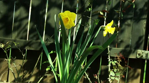 Yellow flower in the garden Vídeo Stock 37229039