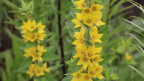 Yellow flower in the garden Stock Footage 77410916