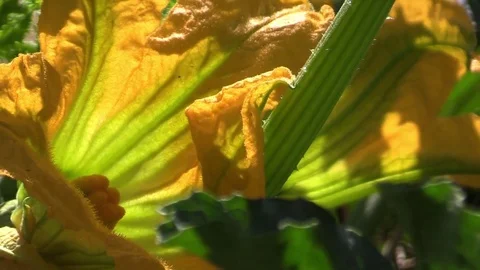 Yellow flower in a garden Stock Footage 79794824