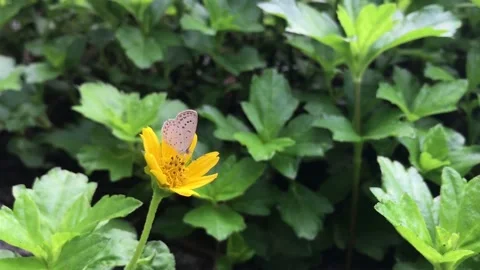 Yellow flower in the garden Stock Footage 139389415