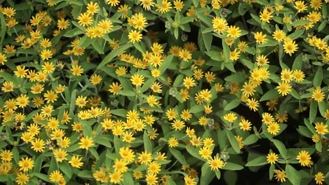 Yellow Flower in the Garden Stock Footage 140178645