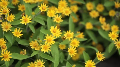 Yellow Flower in the Garden Stock Footage 140178748