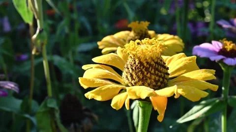 Yellow flower in the garden. Stock Footage 144118552