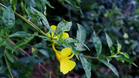 Yellow flower in the garden Vídeos de archivo 241258703