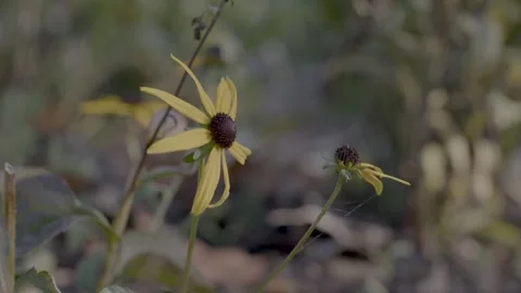 Yellow Flower in Garden Stock Footage 260277638