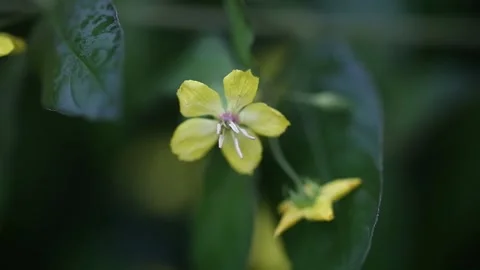 Yellow flower in the garden Stock-Footage 310079742