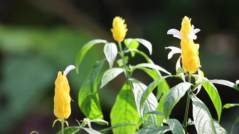 Yellow flower in the garden 動画素材 310079995