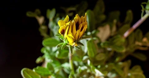 The yellow flower of the gazania dissolves Stock Footage 79129291