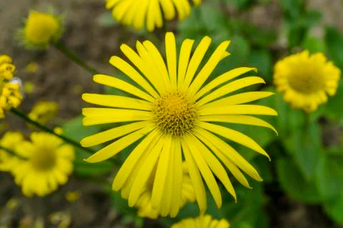 Yellow flower in the grass macro Stock Photos