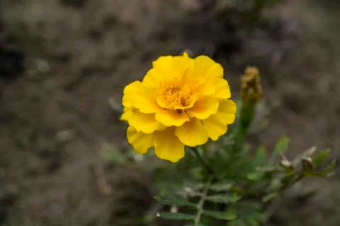Yellow flower in the grass macro Stock Photos