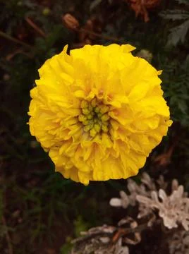 Yellow flower in the grass Stock-Fotos