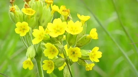 Yellow flower on a green background Stock Footage 68944041
