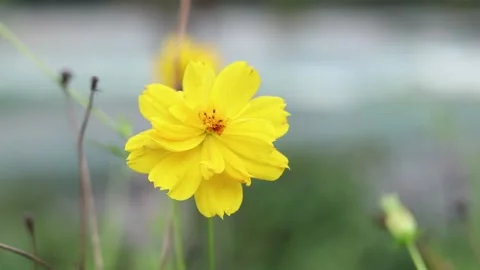 Yellow flower with green background Stock Footage 158594317