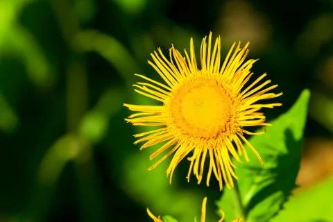 Yellow flower on a green background Foto stock