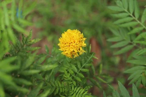 Yellow flower on green background 写真素材