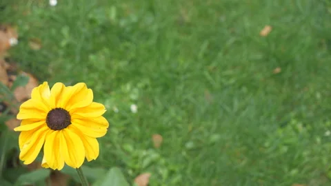 A yellow flower with a green grass background. Stock Footage 114988462