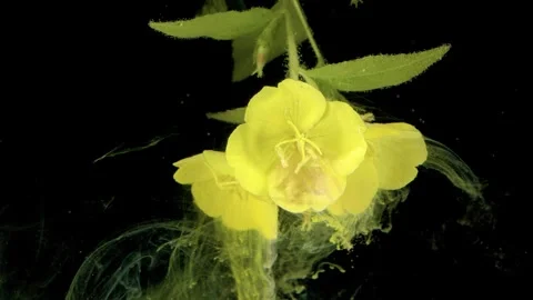 Yellow flower with green stem and leaves on black background Stock Footage 335126510