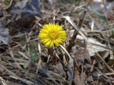 A yellow flower on the ground Stock Photos