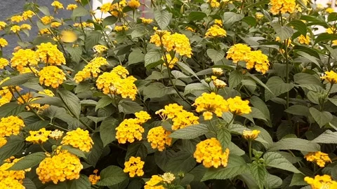 Yellow Flower Group Stock Footage 258813106