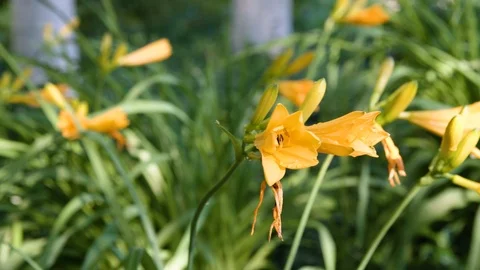 Yellow Flower group - tilt down from trees Stock Footage 120758520