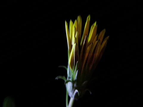 A yellow flower grows on a black background Stock Footage 79128323