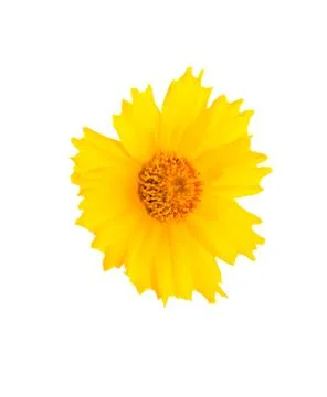 Yellow Flower Head Stock Photos