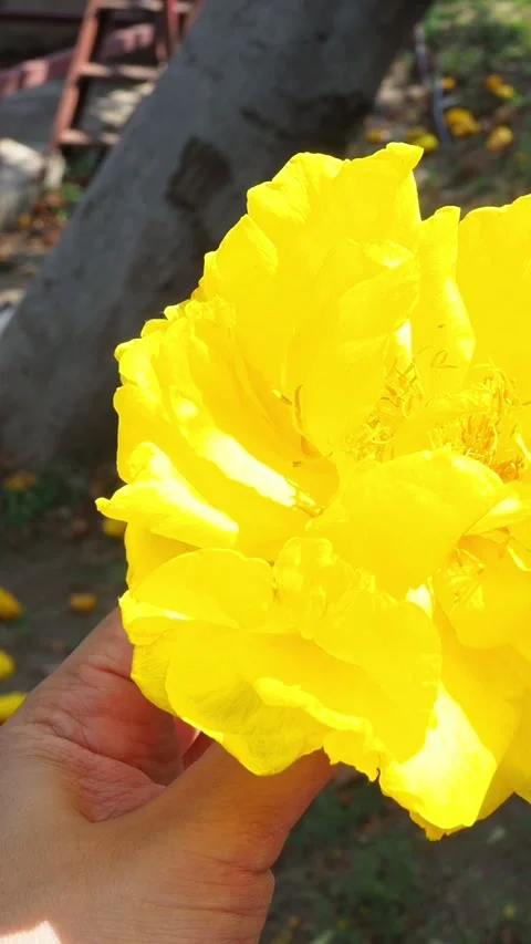 Yellow Flower Held Throughout Frames Vídeos de archivo 304649980