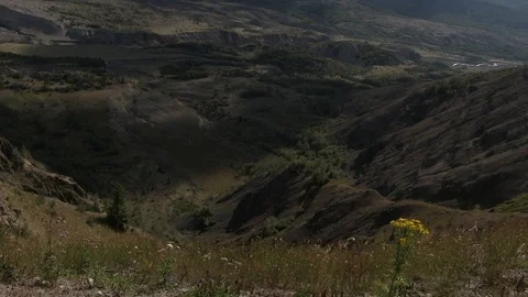 Yellow Flower on the Hill Stock Footage 119892745