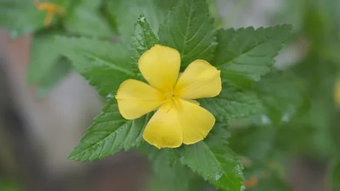 Yellow Flower HLG Stock Footage 246851249