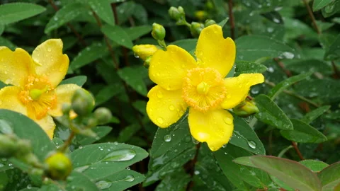 Yellow flower Hypericum Vídeos de archivo 220012167
