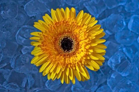 Yellow Flower on ice Stock Photos