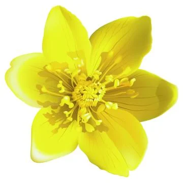 Yellow Flower Stock Illustration