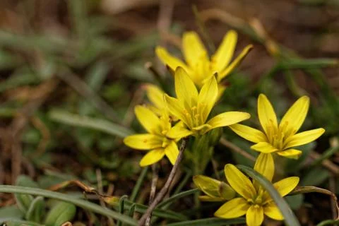 Yellow flower Stock Illustration