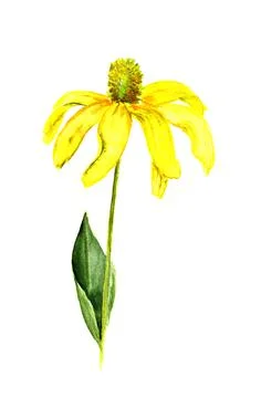 Yellow flower Stock Illustration