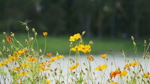 Yellow flower with insect in park Stock Footage 115652185