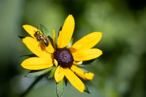Yellow Flower With Insect Stock Photos