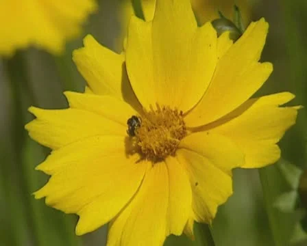 Yellow flower with insect, pollinator Stock Footage 22015165