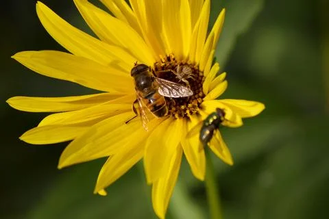 Yellow flower with insects, including hoverfly, green fly, and a spider. Stock Photos