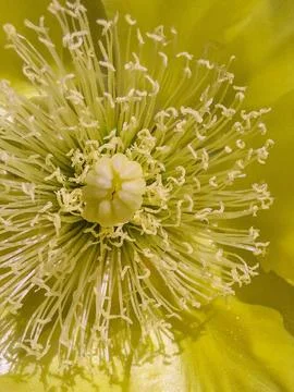 Yellow flower interior Stock Photos