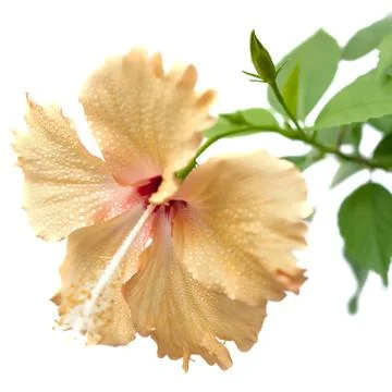 Yellow flower isolated Stock Photos