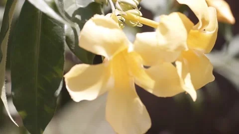 Yellow flower of Jamaica Stock Footage